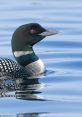 Loon The haunting and eerie of the loon bird call echoes across the tranquil lake, piercing through the silence of the