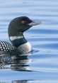 Loon Collection
