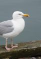 Seagull The of a Seagull Call is unmistakable - a high-pitched cry that cuts through the air with piercing clarity. It