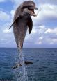 Dolphin Dolphins are known for their intricate communication skills, producing a wide variety of to interact with one