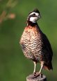 Bobwhite Bobwhite Quail – a familiar in the southern United States, the call of the Bobwhite Quail is distinctive and