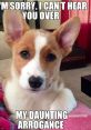 Corgi meme featuring a witty caption about arrogance, showcasing the dog's adorable expression and playful attitude.