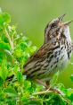 Sparrow-Chanting The of sparrows at Musaffah Corniche is like a symphony of nature. The melodic chirping of the birds fills