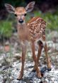 Fawn The first captures the gentle rustling of leaves as a baby deer, also known as a fawn, takes its tentative first steps