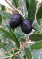 Olive In the midst of an Olive harvest, the gentle rustling of leaves fills the air as workers carefully pluck the ripe