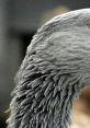 Close-up of a goose's neck feathers, showcasing the unique texture and coloring found in nature. Perfect for wildlife enthusiasts.