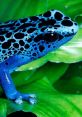 Blue frog