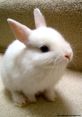 White rabbit You can play and download a variety of related to the subject of White Rabbit, including a mix of , speech,