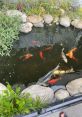 Michigan Koi The of Michigan Koi are like a symphony of nature and creativity. From the gentle rustling of flowers in the