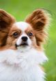 Papillon Papillon, papillons, or le papillon, may refer to. Papillon may also refer to the name of the French papillon.