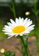 Daisy Daisy, Daisies or DAISY may refer to. Daisy may also refer to the name of a group or a group of people. Daisie may