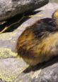 Cute lemming resting on rocks, showcasing its unique fur patterns and small size in a natural setting.