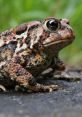 Toad A distinction between frogs and toads is not made in scientific taxonomy, but is common in popular culture. Toad is a