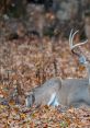 Deer The two main groups of deer are the Cervinae, including the muntjac, the elk, the red deer and the Capreolinae. See