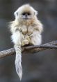 Fluffy baby monkey sitting cutely on a branch, showcasing adorable features and playful demeanor. Perfect for animal lovers.