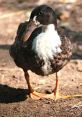 A duck with lays