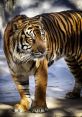 Tigar