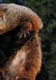 Close-up of a groundhog, highlighting its fur and claws, symbolizing the iconic character from Groundhog Day.