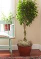 Ficus