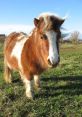 Pony from Pony. #speech #fly #housefly #insect #bee #femalespeech #womanspeaking #narration #monologue # #alinstrument