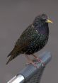 Starling