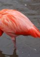 Vibrant flamingo wading in shallow water, showcasing its stunning pink feathers and slender legs. Perfect nature shot.