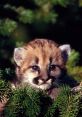 Cougarcub Hypnosis - erotic hypnosis. # #electronic #ambient #ambient #newage #gospel #happy #violin #rock #folkrock