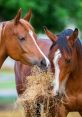 Horses Horse breeds are loosely divided into three categories based on "hot bloods" with speed and endurance "cold