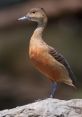 Whistling bird perched on a rock, showcasing vibrant plumage and distinct features in a serene natural setting.