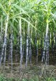 Tolong Sugarcane Growers, Inc.