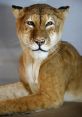 Tigon