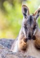 Miniwallaby