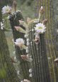 Blooming cactus with vibrant white flowers amidst distinctive green spines, showcasing the beauty of CactusMires.