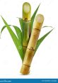 SUGAR CANE