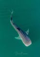 Whale sharks from whale sharks. #podcast #speech #boiling #inside #smallroom #narration #radio #stomachrumble #clicking