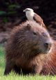 Capybary Capybara capybara capybara