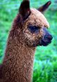 Llama Лама