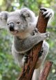 KoalaJR