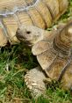 Sulcata from Sulcata. #