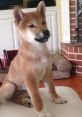 Ryu Shiba from Ryu Shiba. # #speech #childspeech #folkworldcountry #bluegrass #rockandroll #alinstrument #non #audiobook