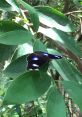 Butterfly resting on green leaves, showcasing vibrant blue and black colors in a lush forest setting, perfect for nature lovers.