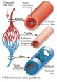 Diagram illustrating the structure of arteries, veins, and capillaries, highlighting blood flow and connective tissue details.