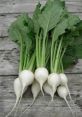 Narrow Turnip