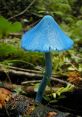 Blue shroom