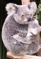 Koala from Koala. #other #speech #narration #monologue #femalespeech #womanspeaking # #alinstrument #organ #guitar