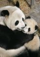 Panda Love