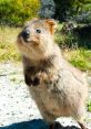 Quokkat from Quokkat. # #choruseffect #effectsunit #alinstrument #guitar #cello #doublebass #speech #hiphop #chant #mantra