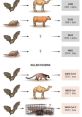 Transmission pathways of coronaviruses from bats to various animals, highlighting SARS-CoV and MERS-CoV origins.