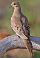 Mourningdove