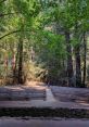 Serene outdoor amphitheater surrounded by towering redwoods, offering a peaceful retreat for nature lovers and events.